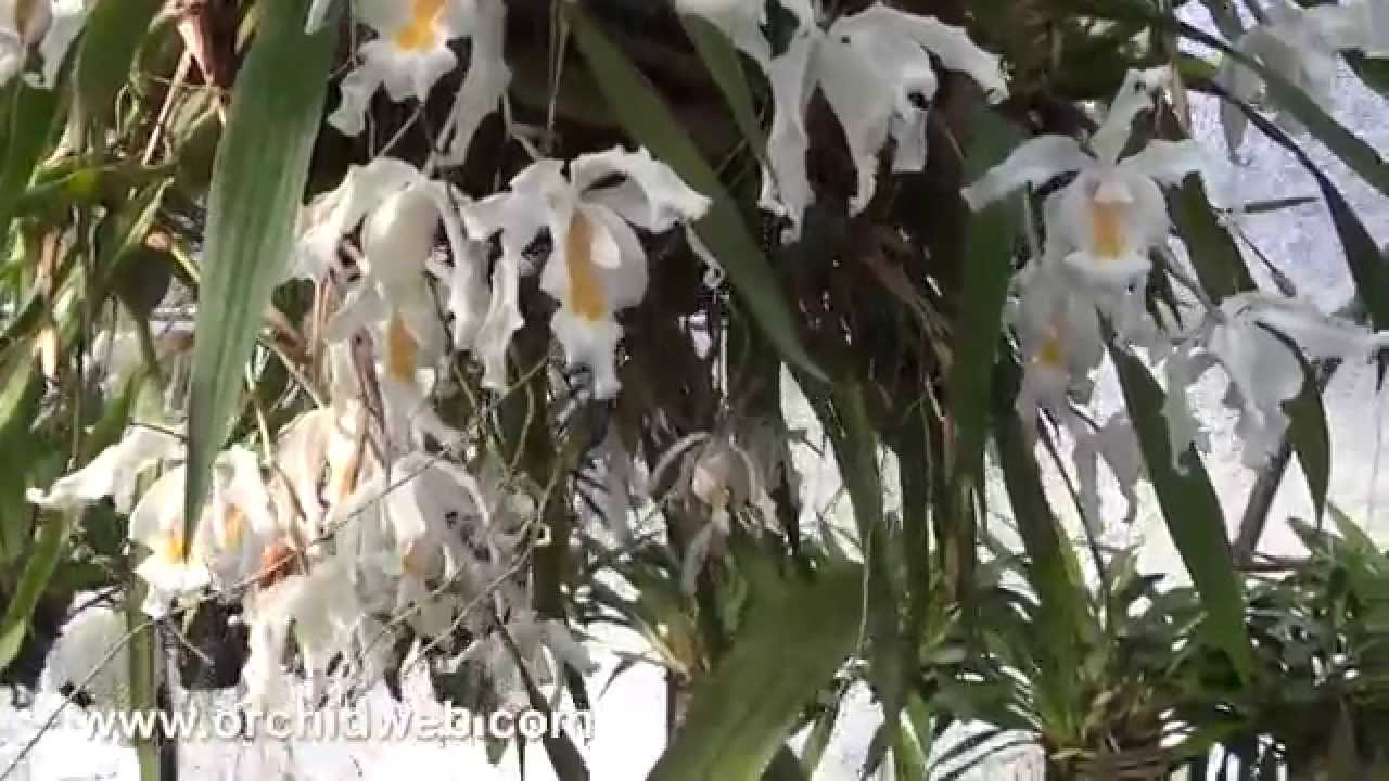 OrchidWeb - Wonderful Coelogynes