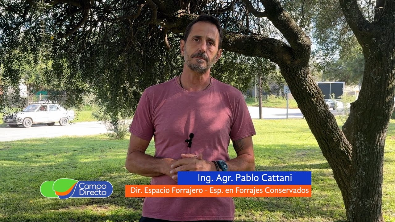 Época de sembrar alfalfa: claves para una siembra eficiente