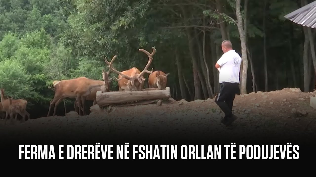 Ferma e drerëve në fshatin Orllan të Podujevës