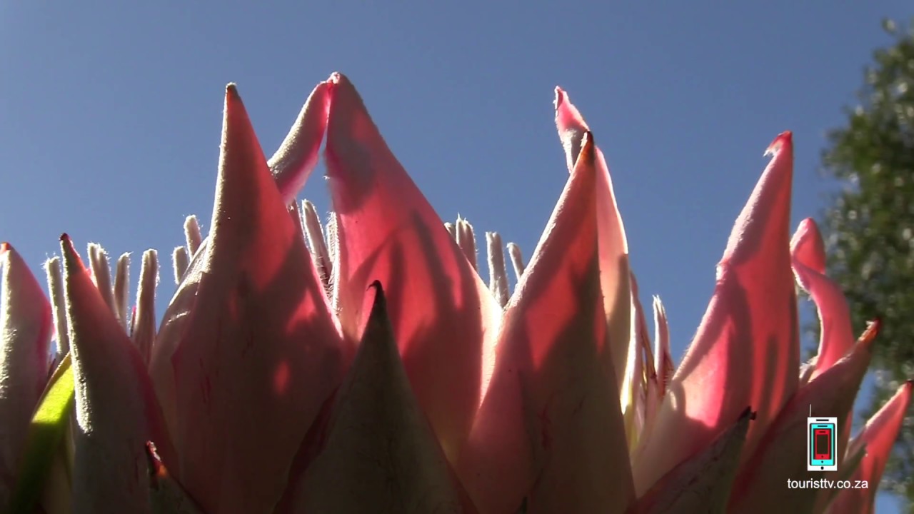 The king Protea