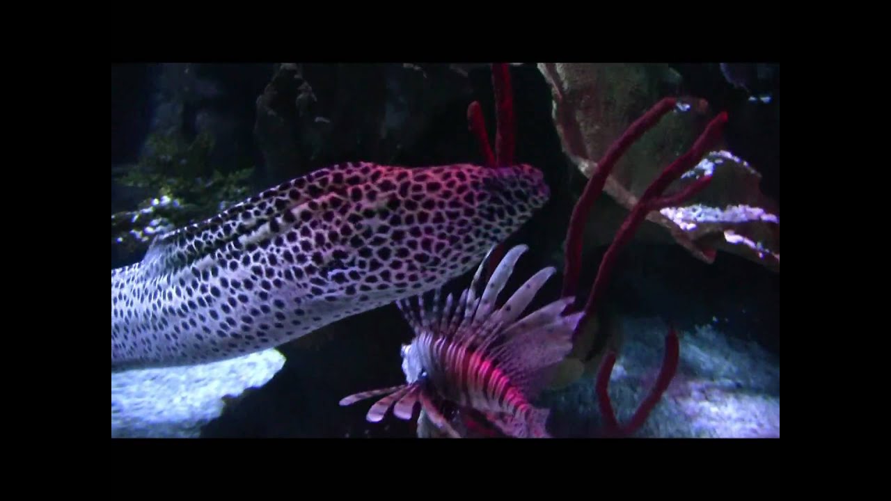 Sealife Helsinki - Short Tour