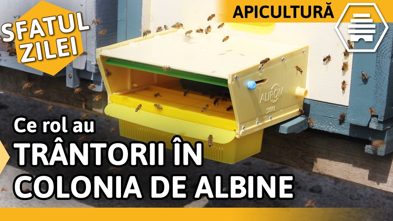 Ce rol au TRÂNTORII ÎN COLONIA DE ALBINE [Sfatul zilei]