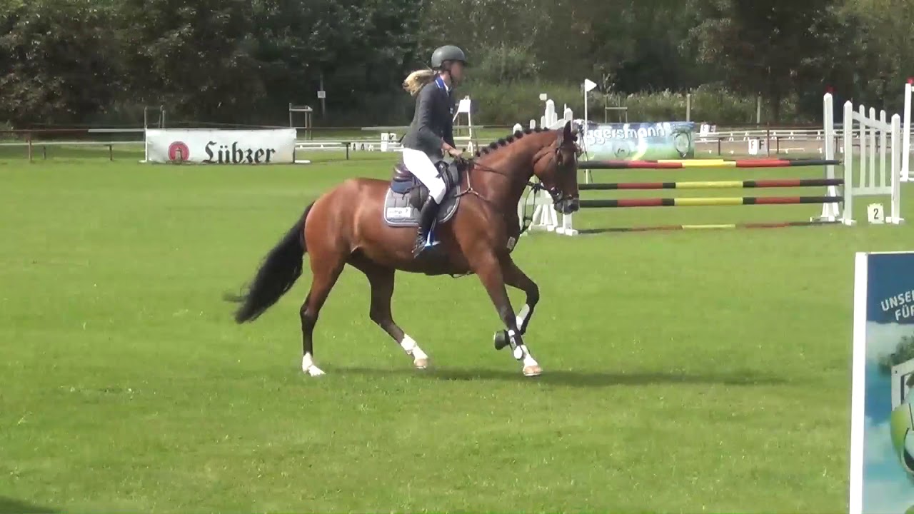 Cellestial-I do it mare * 2012 for sale