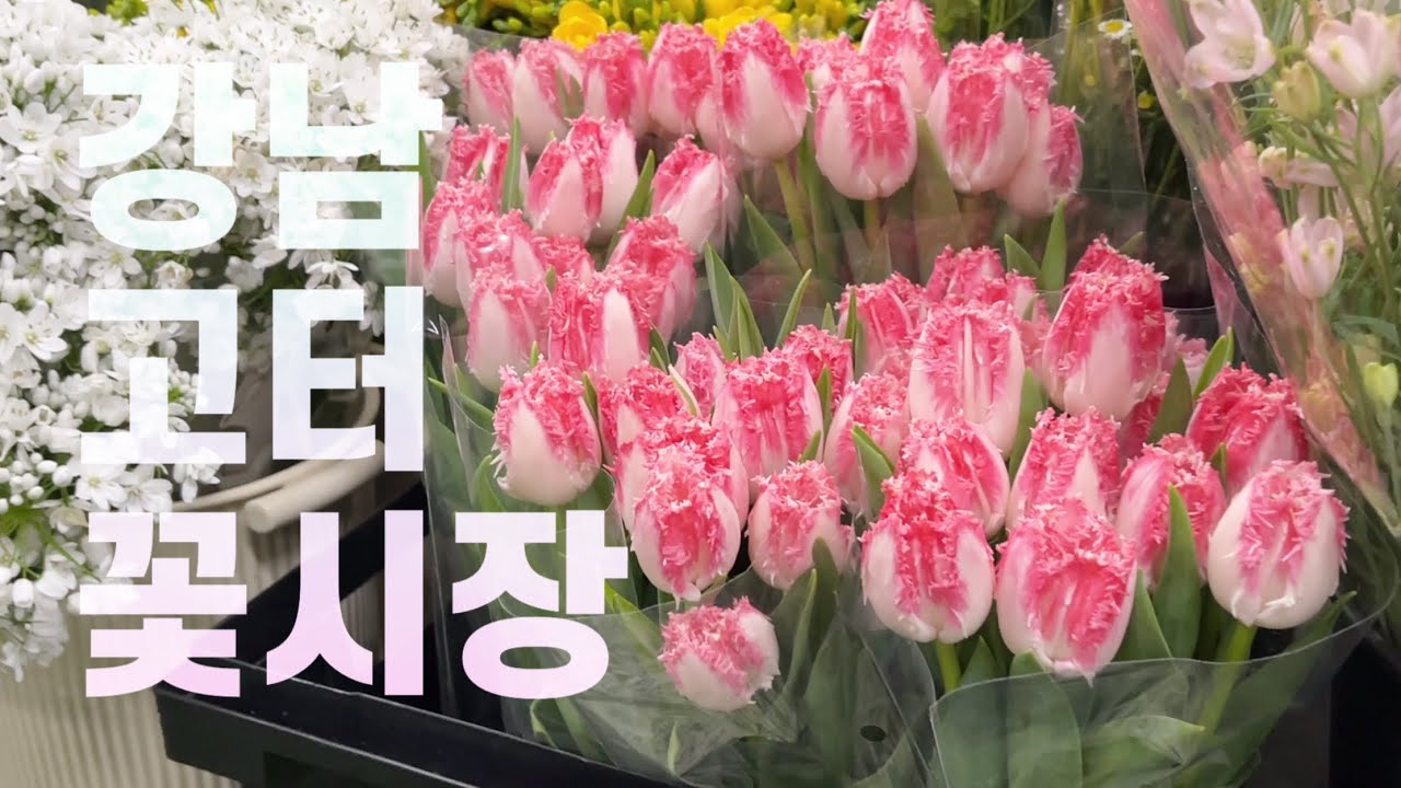 강남 고속버스터미널 꽃시장 구경ㅣ유칼립 오천원ㅣ왕수선화 만원ㅣ프리지아 팔천원