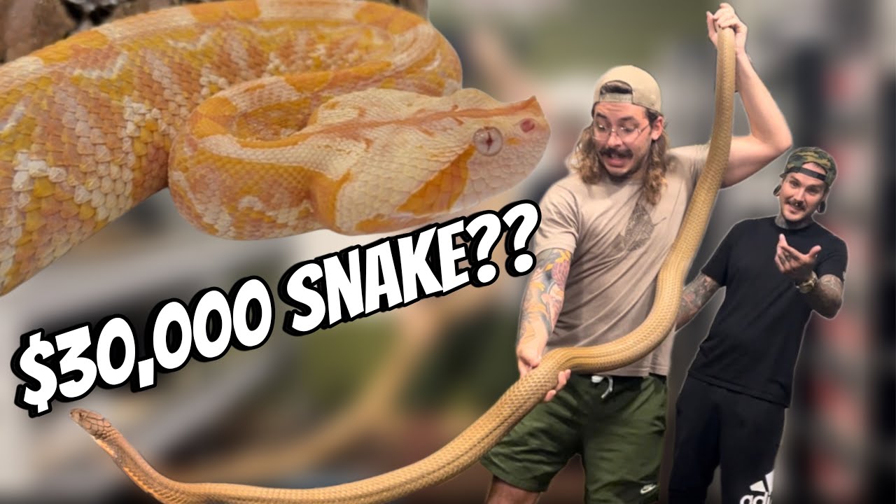 @TylerNolan 's $30,000 SNAKE + KING COBRA HANDLING !!!