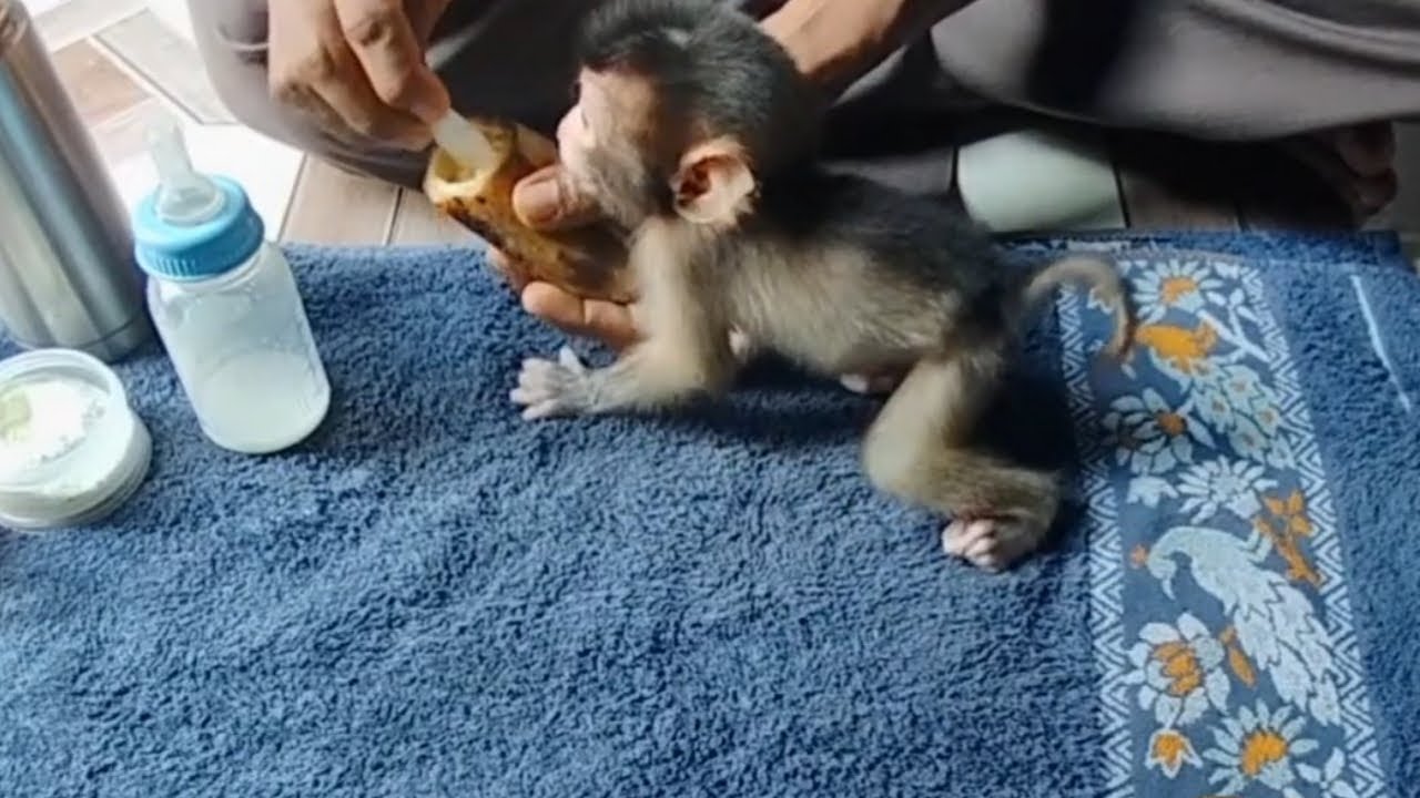 Merawat Bayi Monyet yang ditinggal induknya
