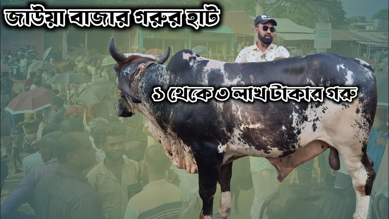 Jawa bazar gorur haat 2025. লাখ লাখ টাকার বিশাল বিশাল গরু।
