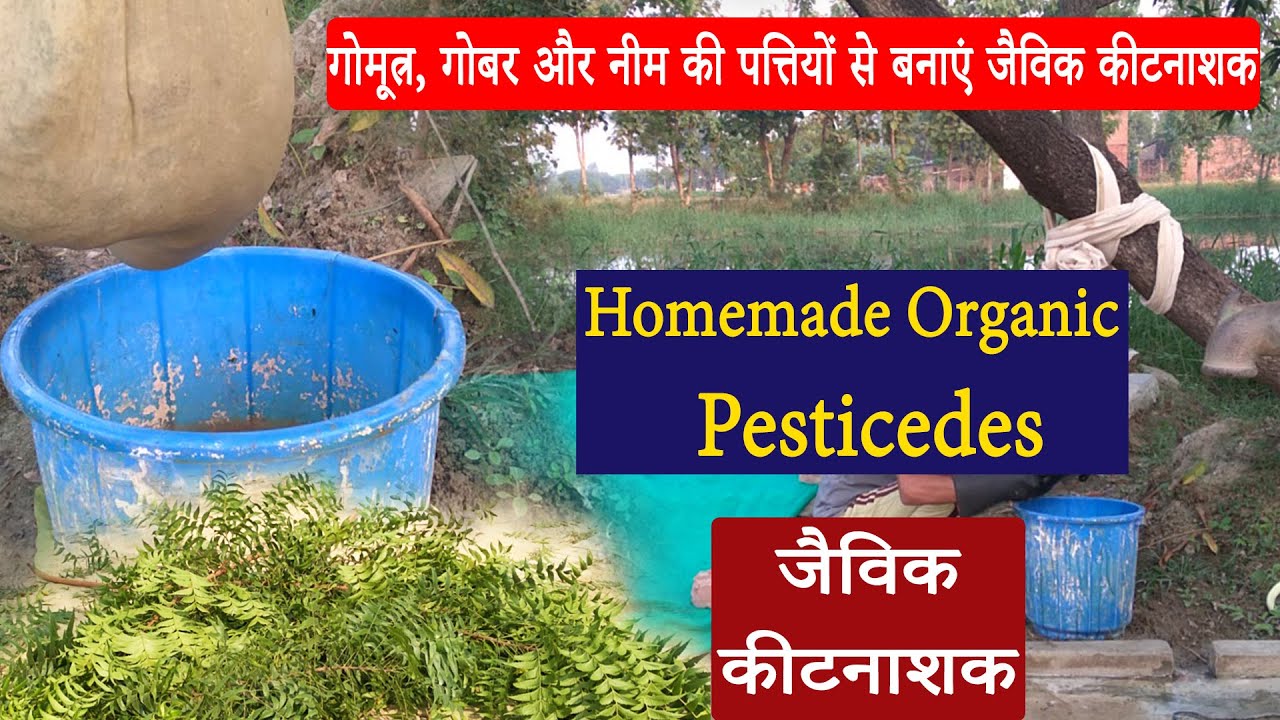 Homemade Organic pesticide. Cow urine, Cow Dung and Neem leave Extract as natural Pesticides. #ik
