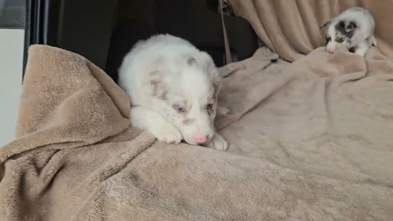 KC border collie puppy craziness 🤪🤣