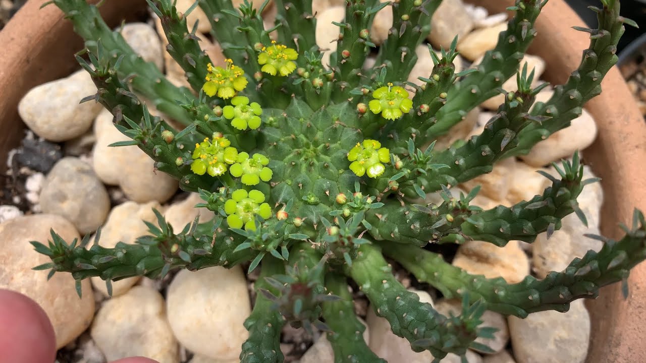 Euphorbia Flanaganii | Cabeça de medusa | Tem plantinha nova no viveiro