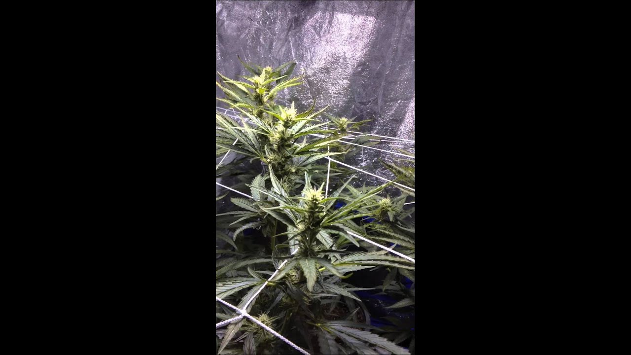 2015 Indoor Marijuana Mango Kush 400W 3x3 Grow