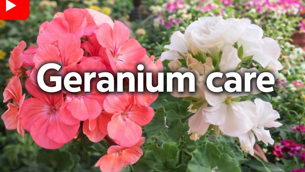 Geranium care tips/Geranium ki dekhbhal #geranium #gardening #gardenflowers 