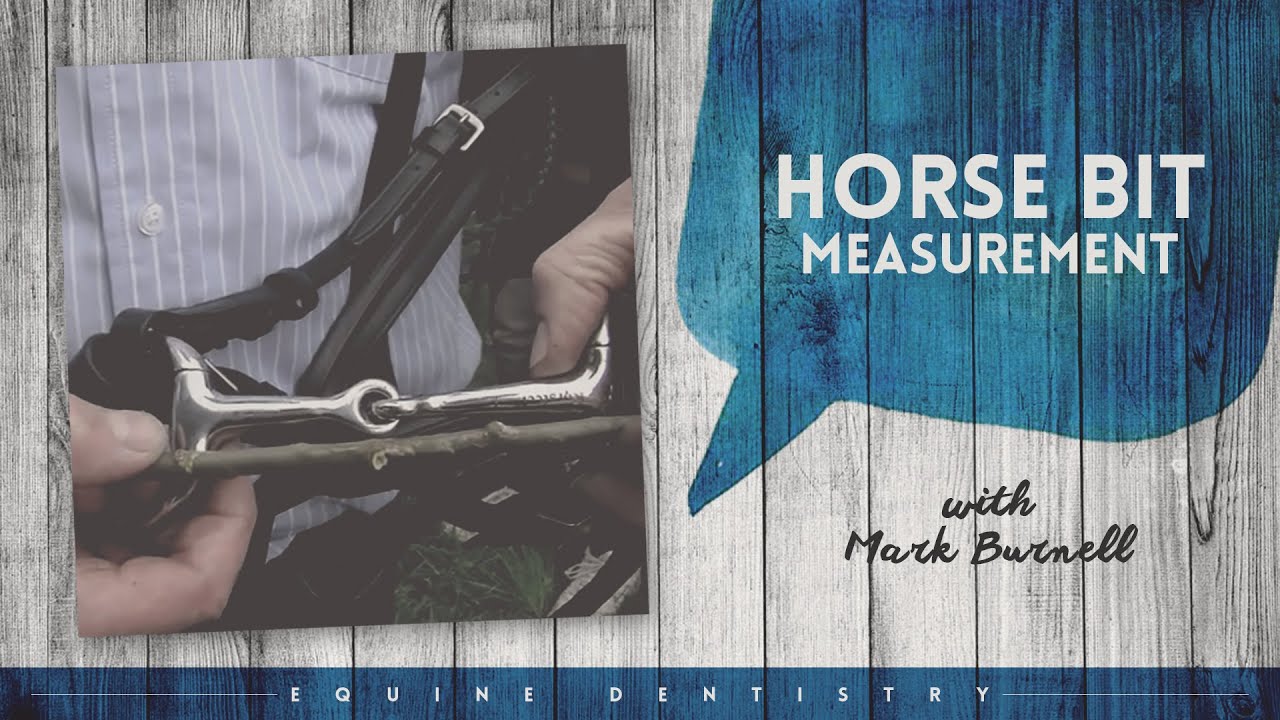 Equine Dentistry | Measuring Your Horse for a Bit with Equine Dentist Mark Burnell | Horseland