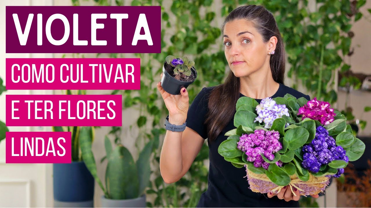VIOLETAS SEMPRE FLORIDAS 🌸 TUDO que VOCÊ PRECISA SABER