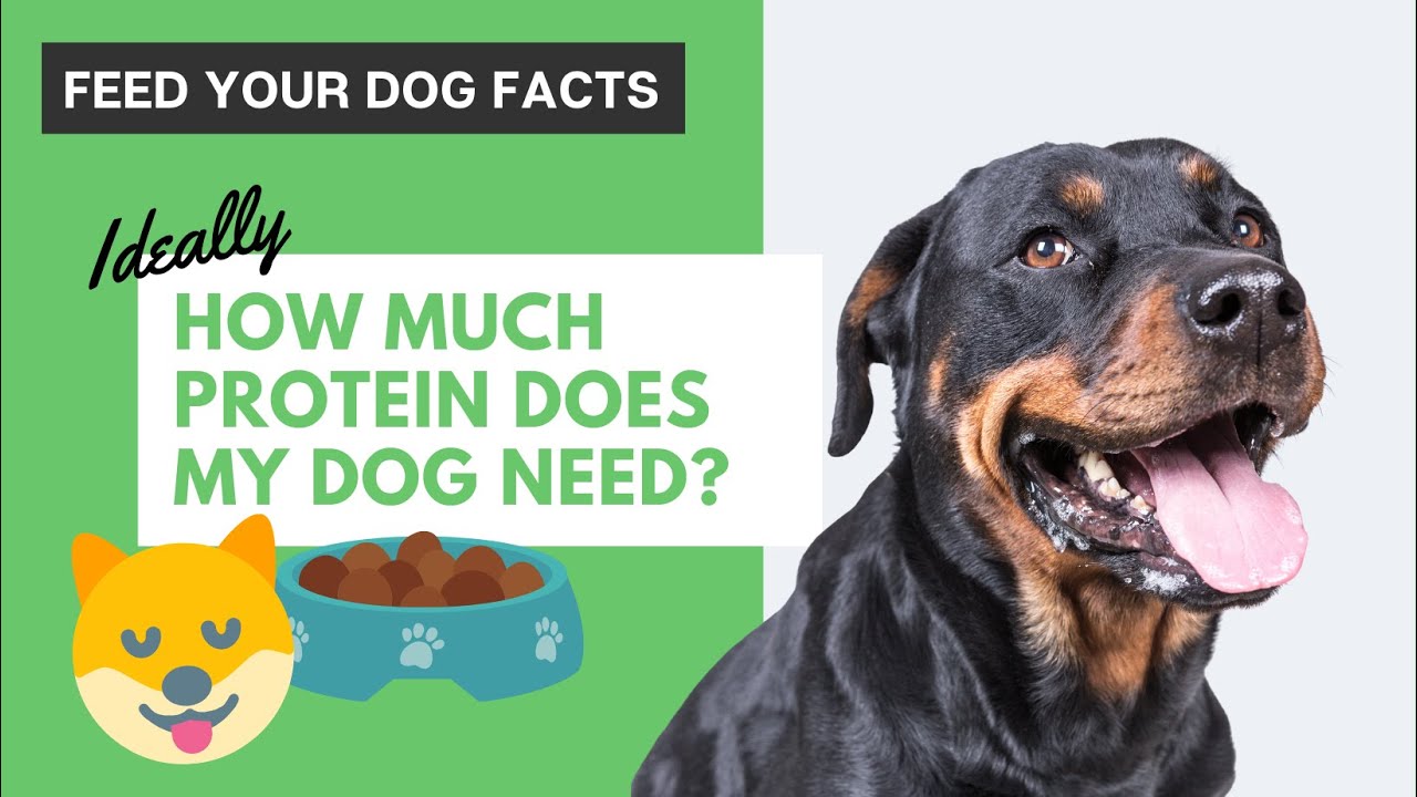 How Much Protein Does My Dog Actually and Ideally Need?
