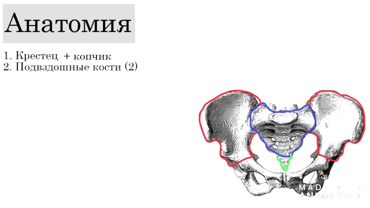 Анатомия таза. Плоскости и размеры таза.