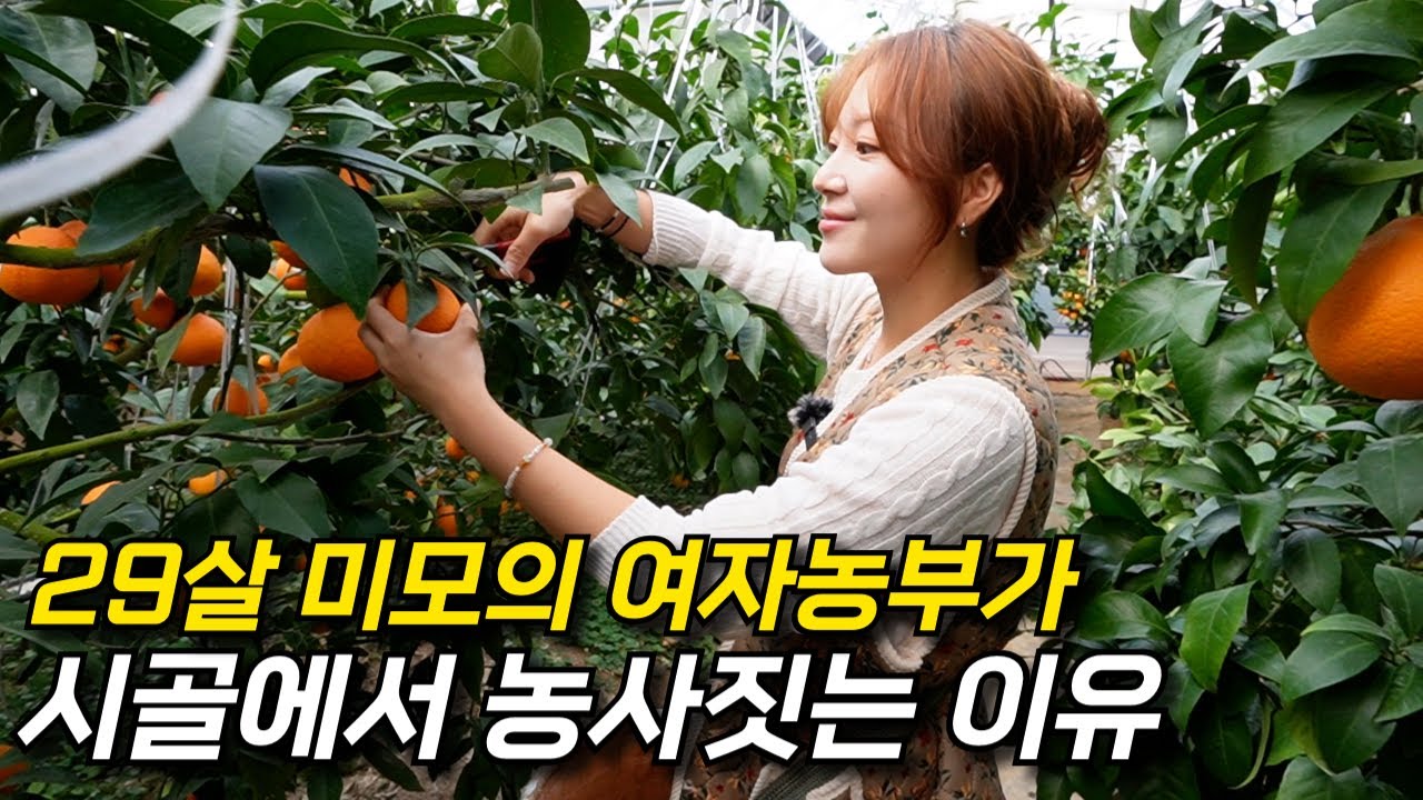 대학 졸업후, 20대 초반 농사에 뛰어든 이유?! 논산 미모 1등 여자농부의 하루..! [황금향, 천혜향]