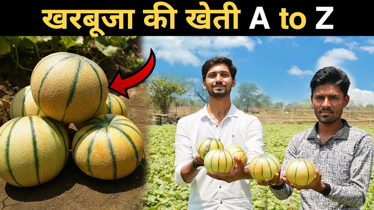 किसान भाई के इस तरीके से होगी लाखों की कमाई । खरबूजे की खेती का सही समय और तरीका  । @Yuvaakisaan23
