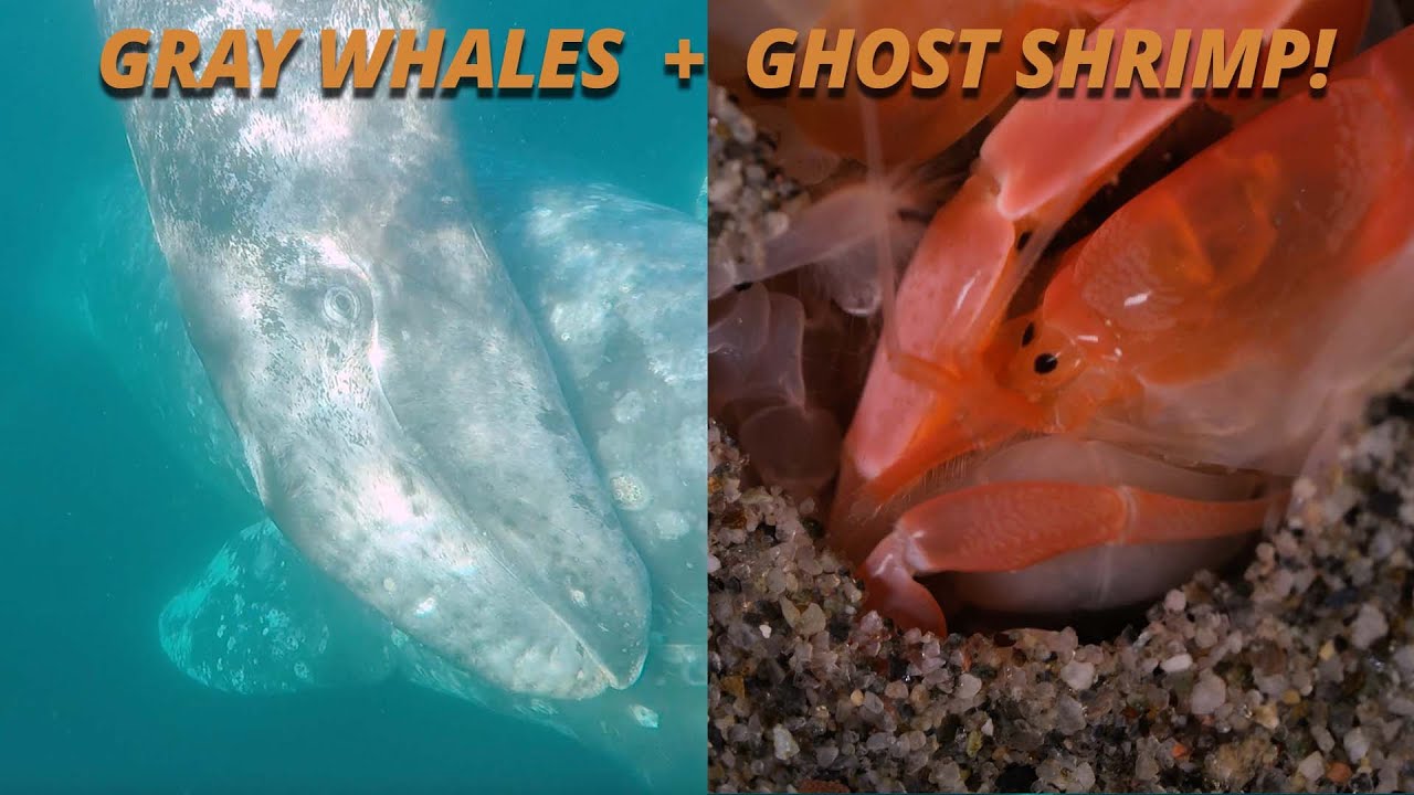 Salish Sea Wild: Дело о странствующих китах