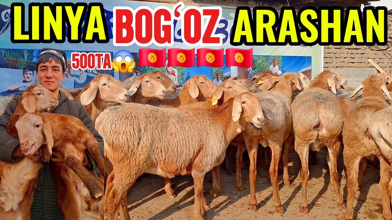 DOPPILI BOLAGA TOZA ARASHAN OQYUZ NAQT BOGʻOZ LINYALI ARZON BERVORDI🇰🇬😱