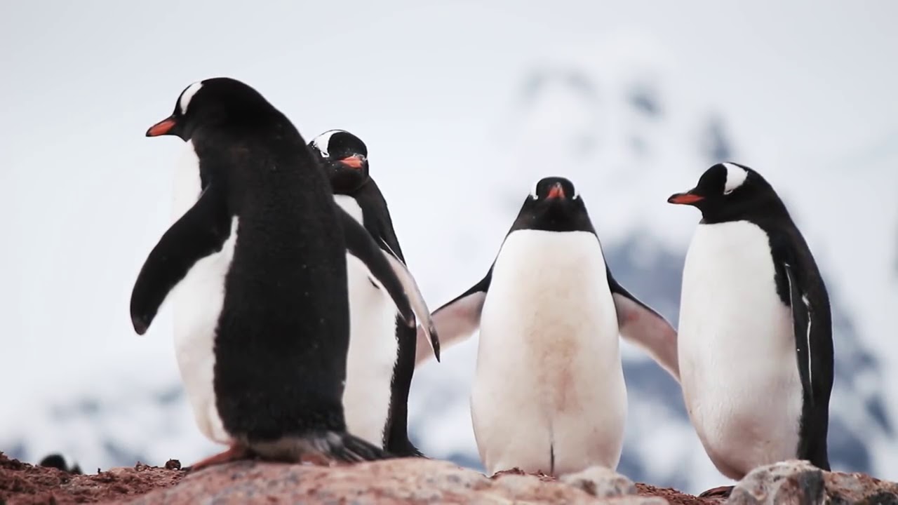 The Best Relaxing Music   Penguins   Sleep Relaxing Music   2 Hours   HD 1080P 720p