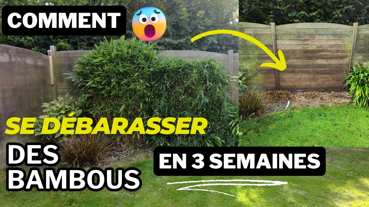 Terminé le bambou en 3 semaines, méthode efficace