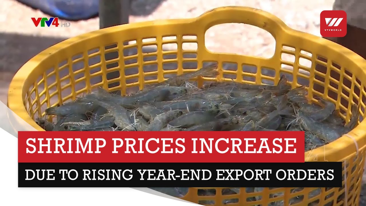 Shrimp prices increase due to rising year-end export orders | VTV World