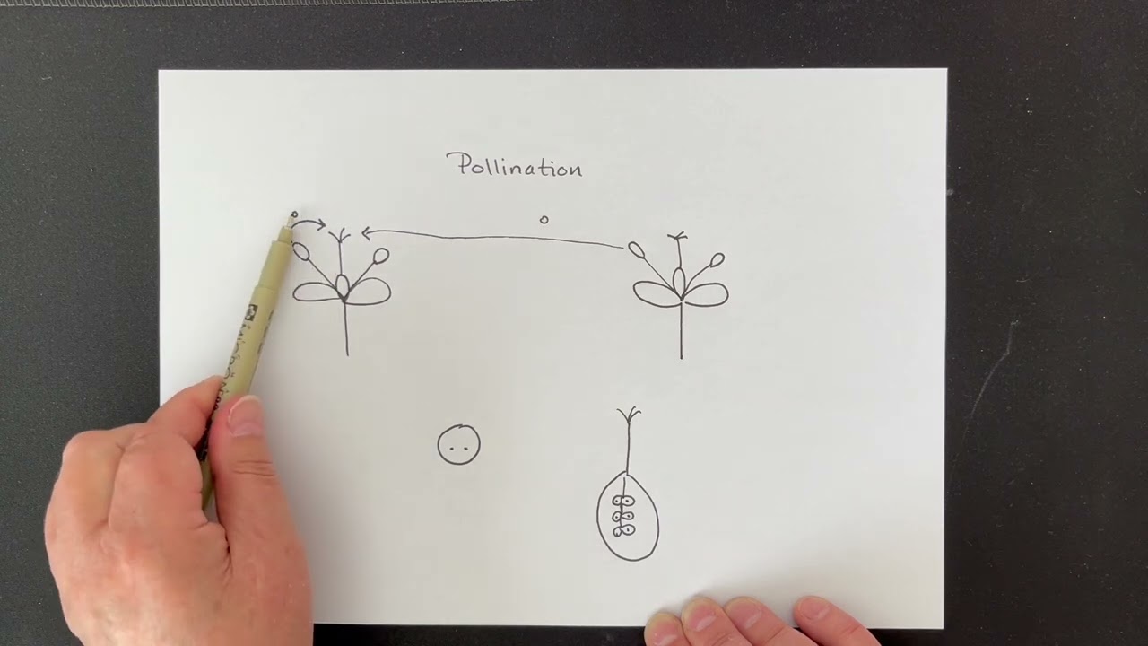 Pollination (pollinering)
