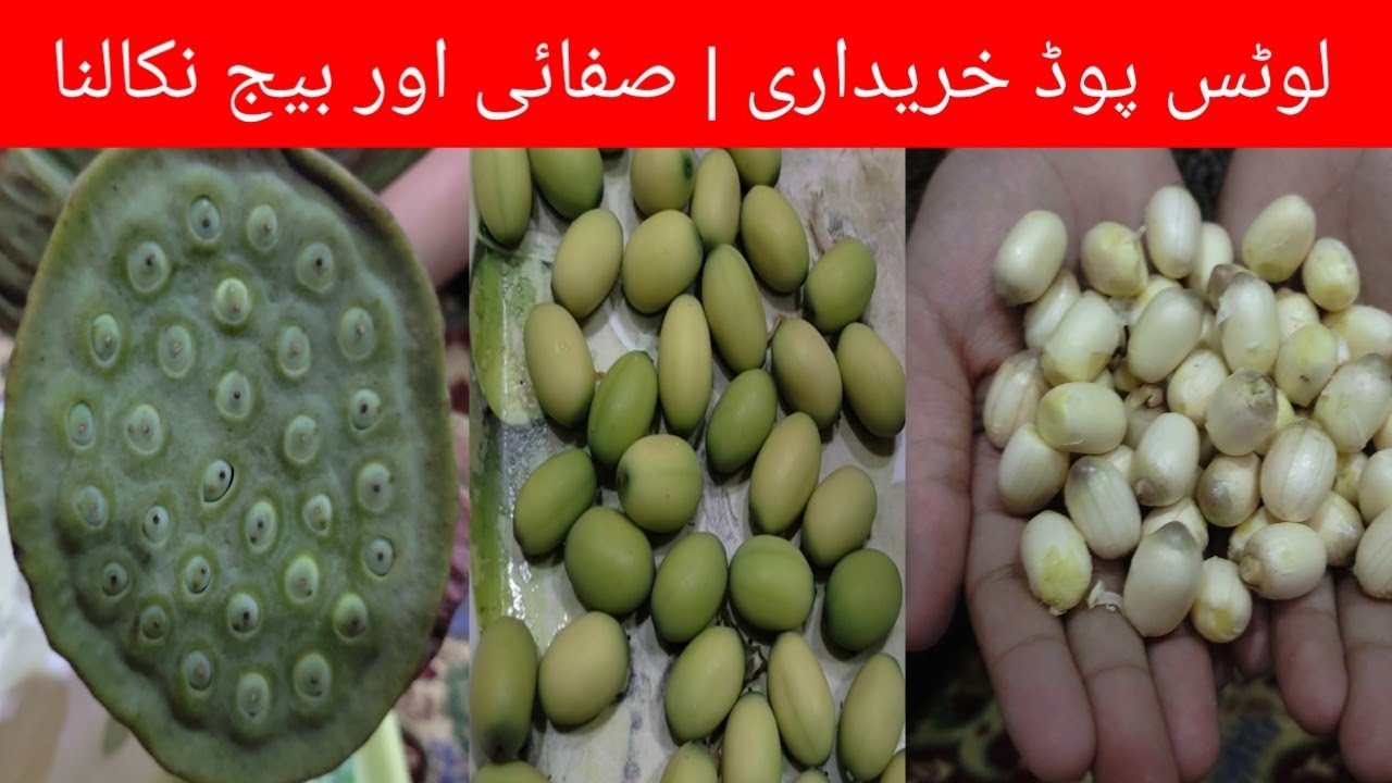 لوٹس پوڈ خریداری | صفائی اور بیج نکالنا || Lotus Seeds