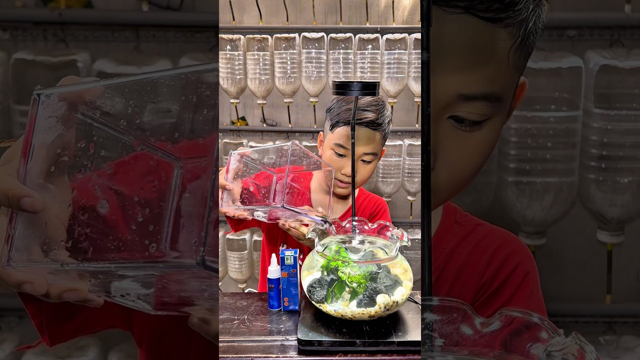 L&agrave;m hồ nu&ocirc;i c&aacute; thuỷ sinh mini để b&agrave;n #bettasales #sivaca #baoiba #ngocdiemaquarium