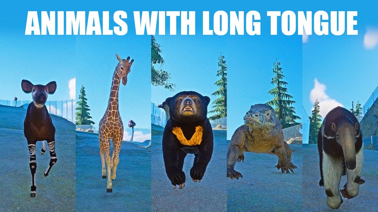 Animals with Long Tongue Speed Race in Planet Zoo included Okapi, dragon, Giraffe, Bear, Anteater
