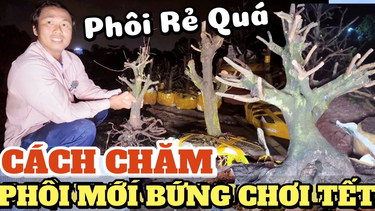 1000 PHÔI MAI VIP lớn nhỏ giá rẻ vườn Lộc Tài chia sẻ cách chăm phôi mai mới bứng chơi Tết sống khỏe