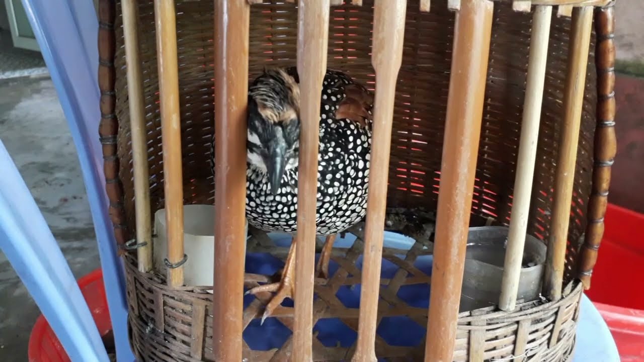 Tép ca ca gáy bất chấp thời tiết mùa đông Đa đa gáy kích mộc | Đa Đa LV Đàm