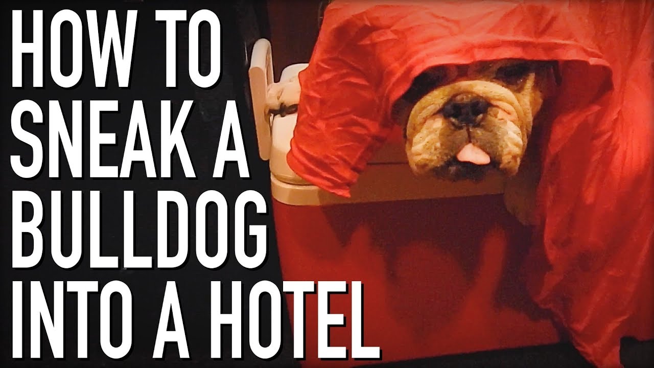 How to Sneak A Dog Into A Hotel