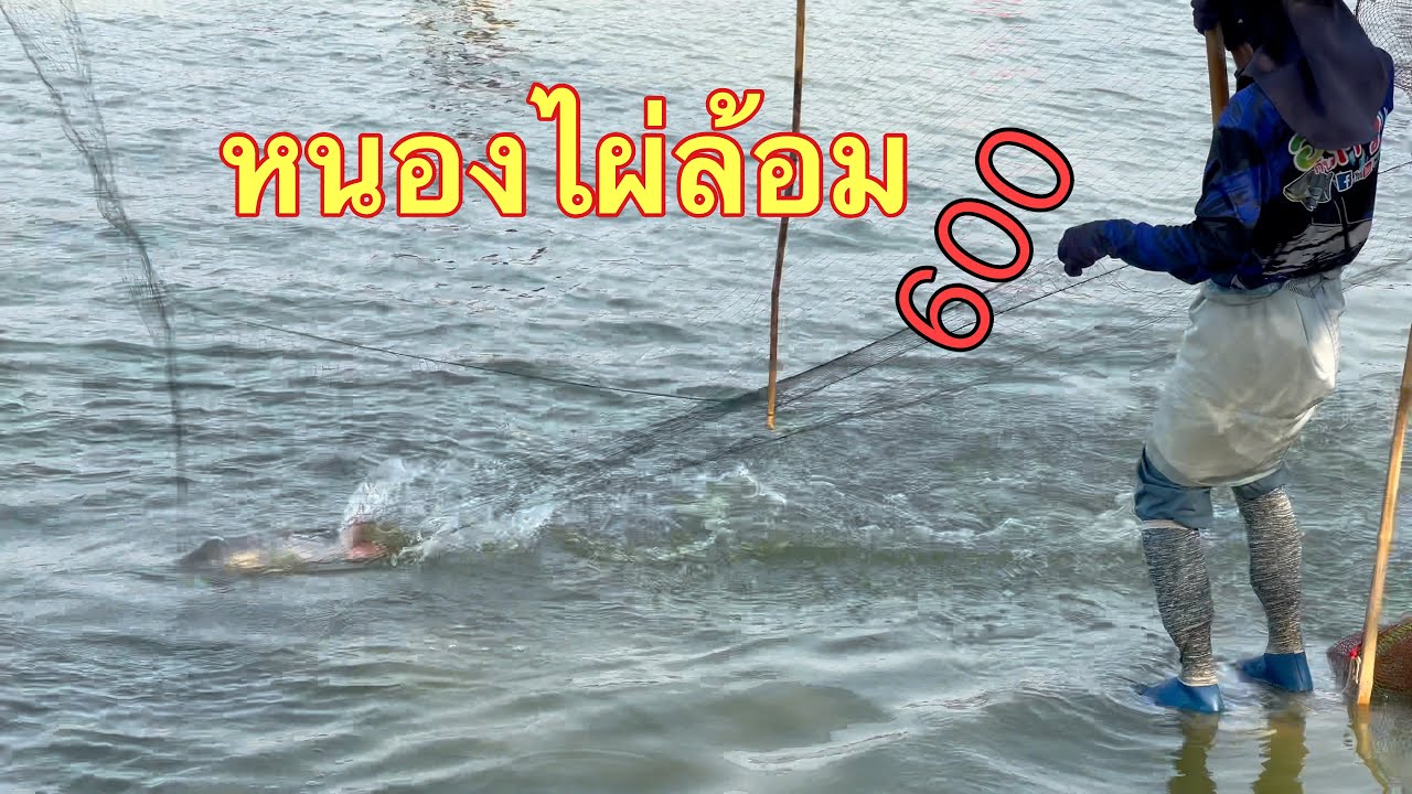 ยกยอ 908 หนองไผ่ล้อม  บัตร600 Sukhothai style