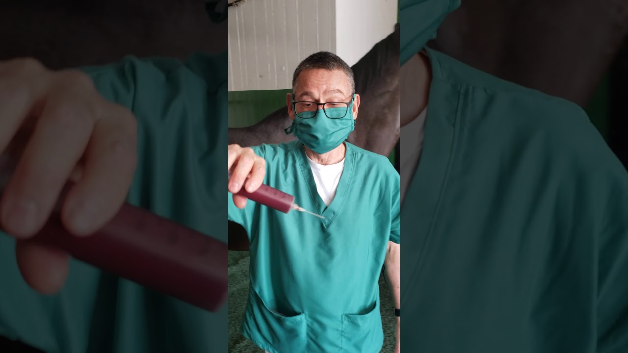 Yegua Jamsa, desgarro y atrofia músculos supraescapulares. Autohemoterapia @Caballosalud