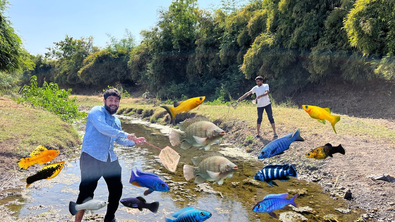 Bahot Unique Pattern Strip Wali Fish Mili Aaj 😍#riverfishing