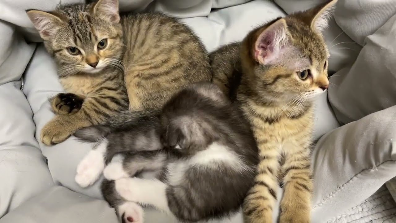 Какое имя будет у Лексуса?)