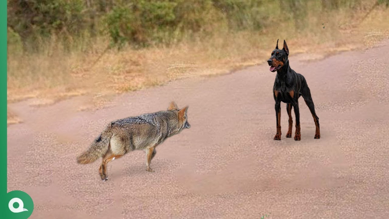 When Coyote Attacks Doberman..It Paid Heavy Price