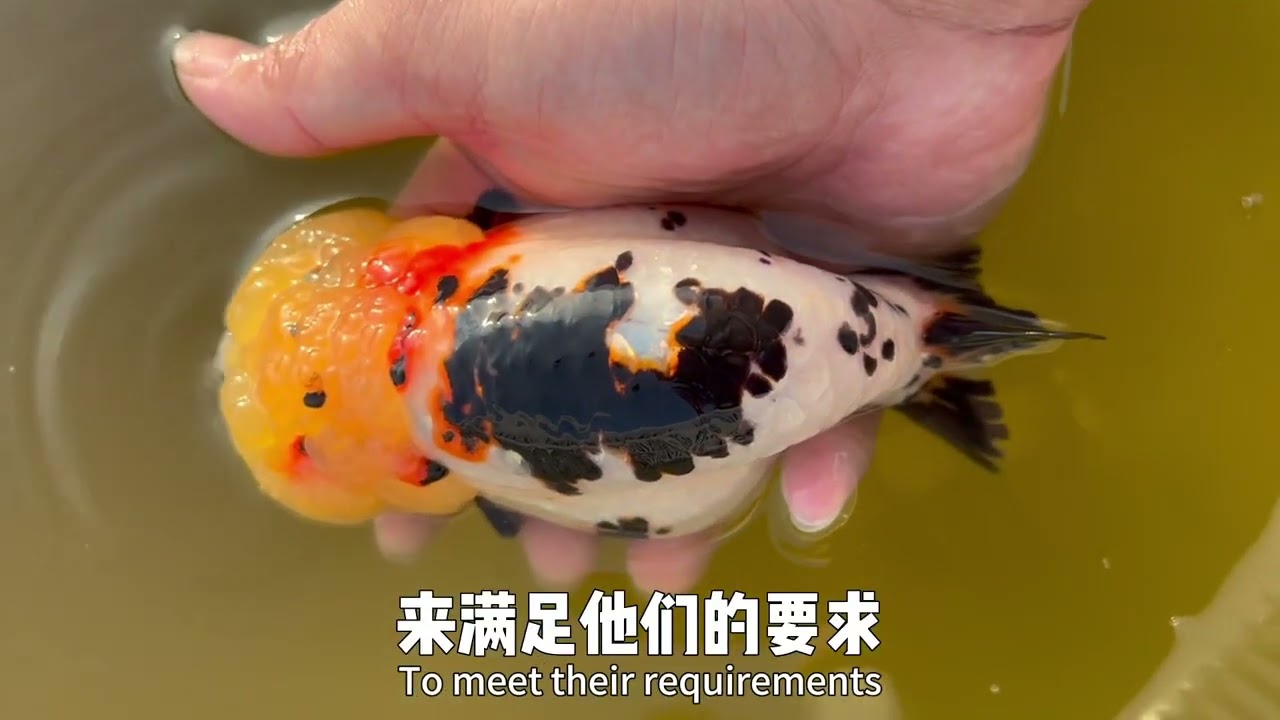 Ranchu Fish: How They Calm Anxiety? Surprising! / 养兰寿是如何缓解焦虑的