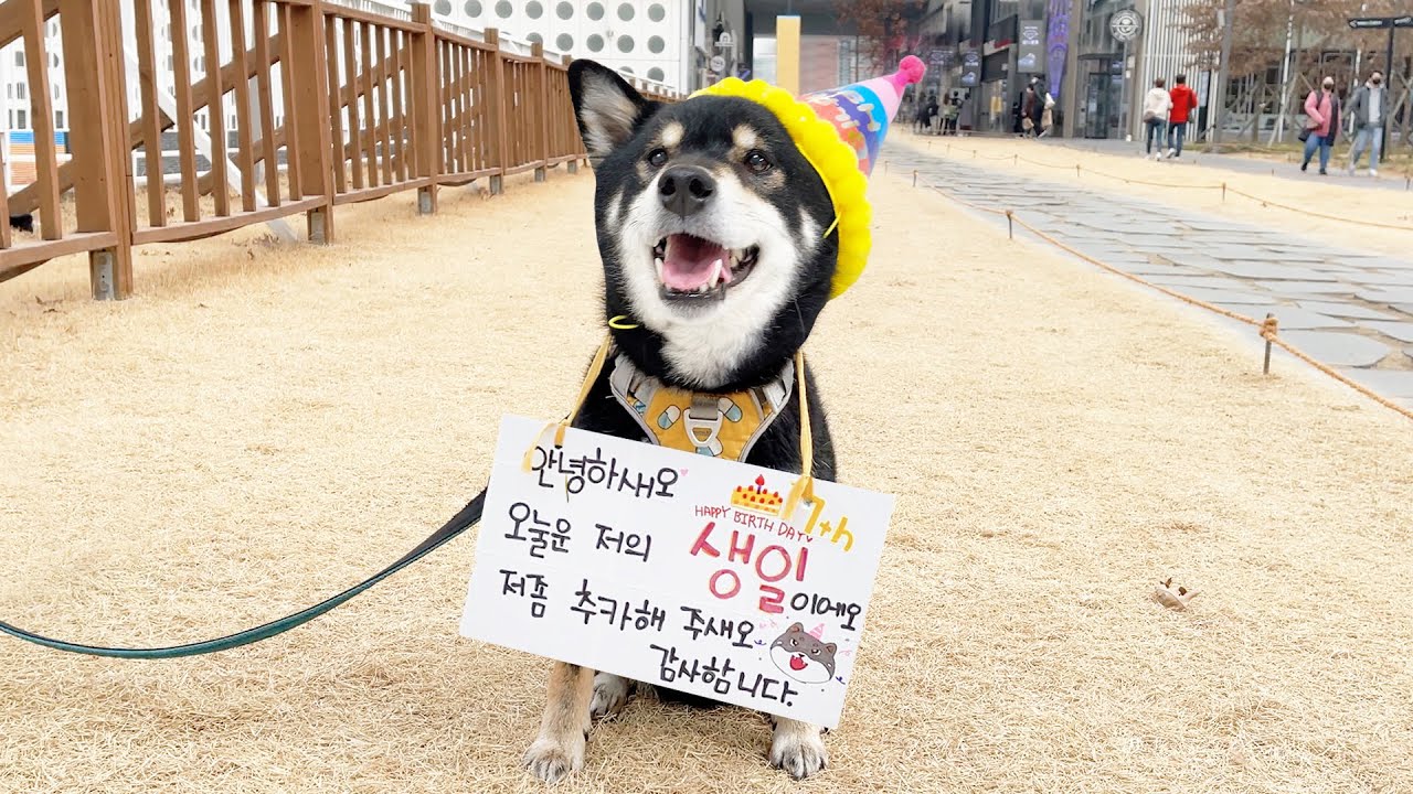 강아지 생일이라고 온동네 자랑하고 다니면 생기는 일 ㅋㅋ (탱이 7번째 생일 축하해!!)