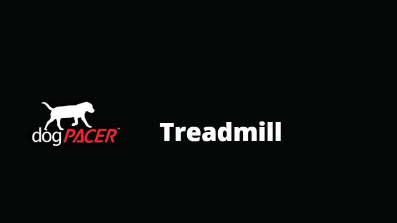 Dog Pacer Treadmill