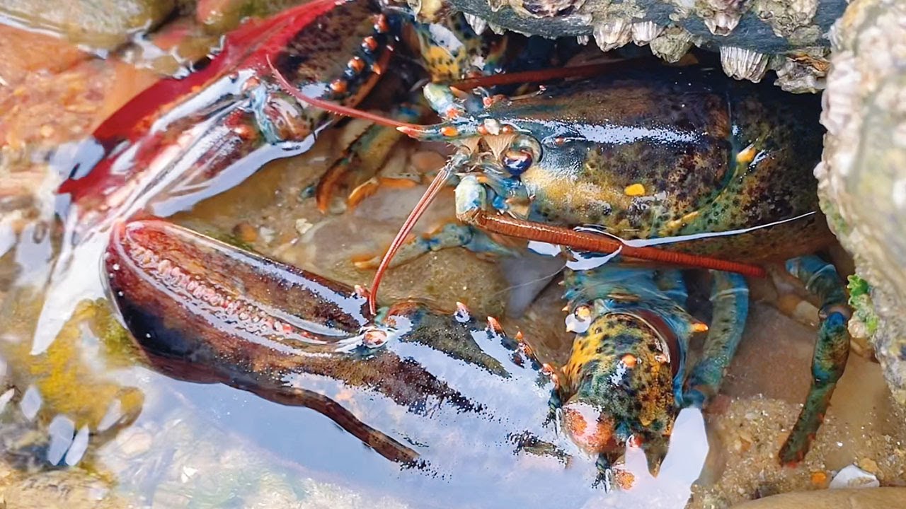 После отлива пляж затопляют морепродукты, а в море находится пещера с лобстерами.