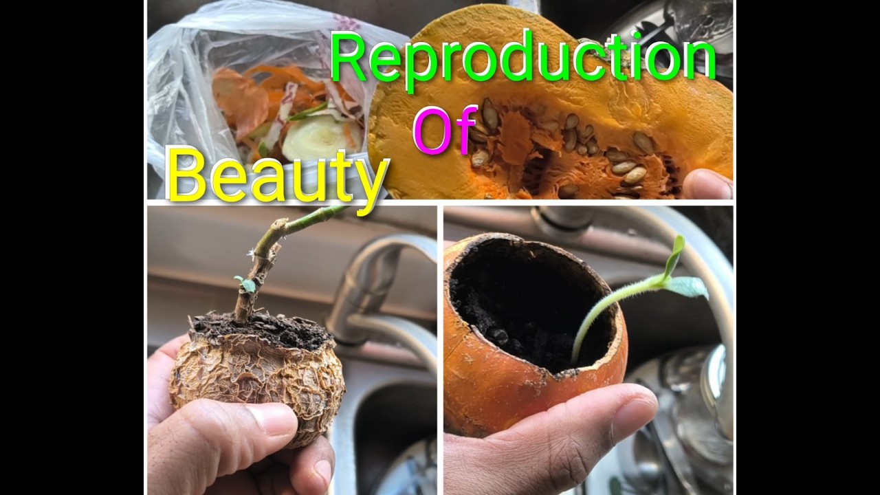 SAVE MY PUMPKIN SEEDS FROM PANAMA! THE BEAUTY OF REPRODUCTION.