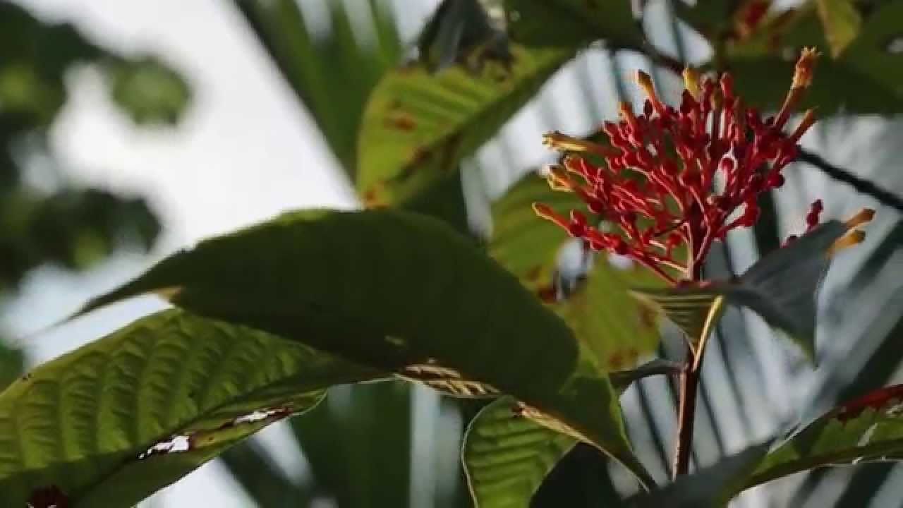 Costa Rica Veterinary Experience | Broadreach