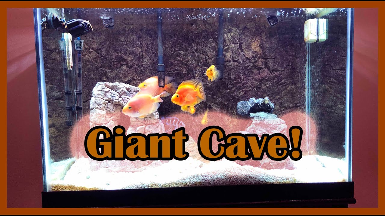 Blood Parrot Tank, New Cave + Rocks!