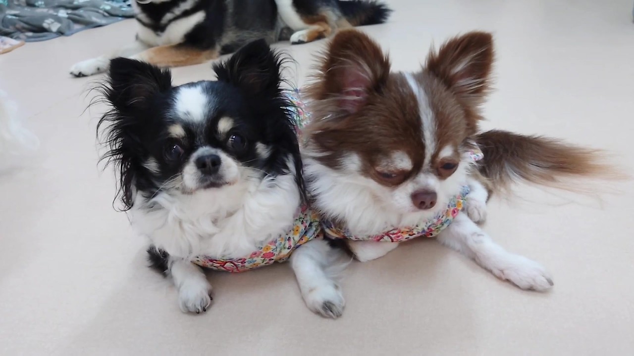 チワワ姉妹のルナとモナはいつも一緒　🐶ひみつきちなう！②🐶  2026年2月11日