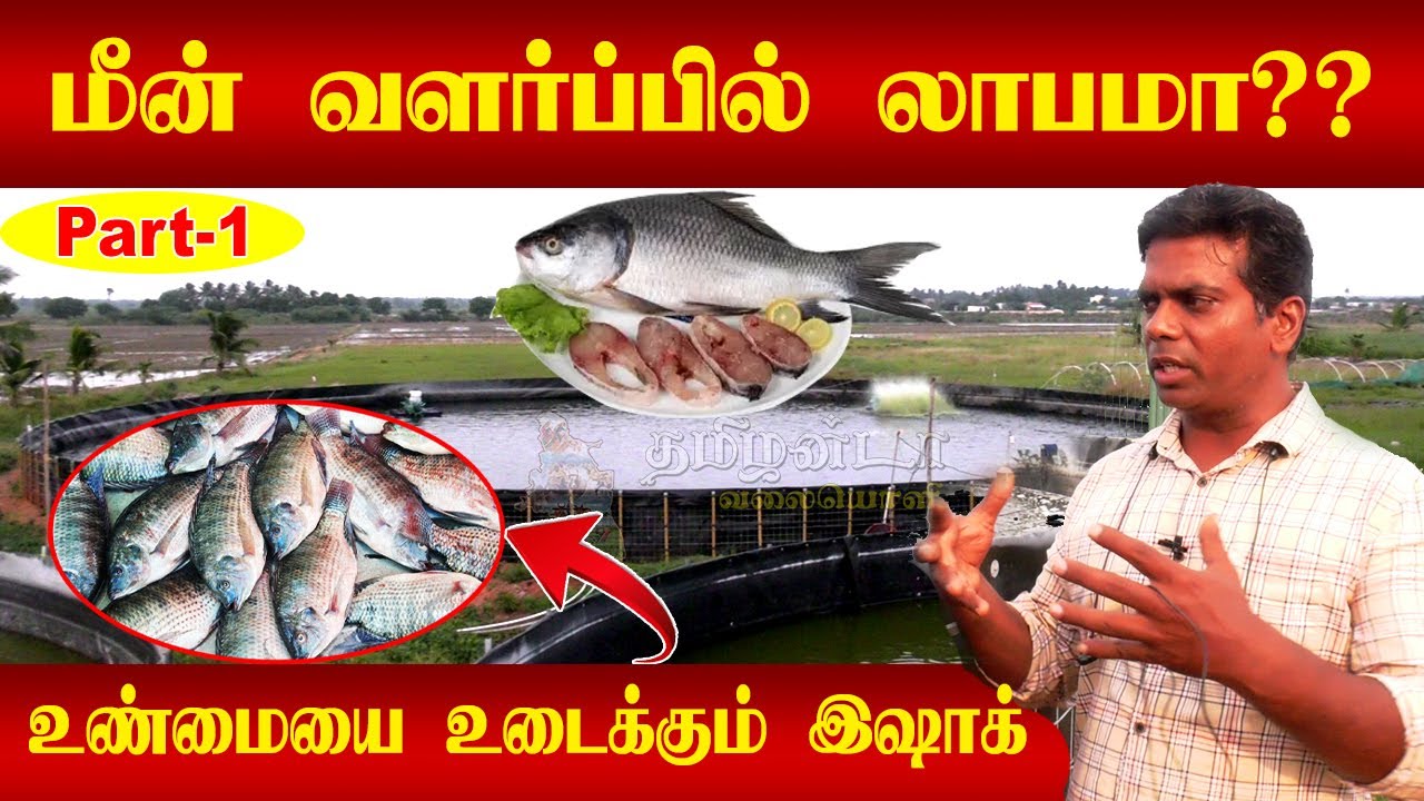 மீன் வளர்ப்பில் லாபமா!! உண்மையை உடைத்தார் இஷாக் பாஷா I Biofloc I  fish I Viral fish farming I Tamila