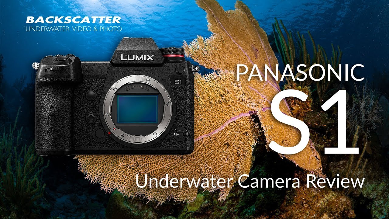 Panasonic Lumix S1 | Underwater Camera Review
