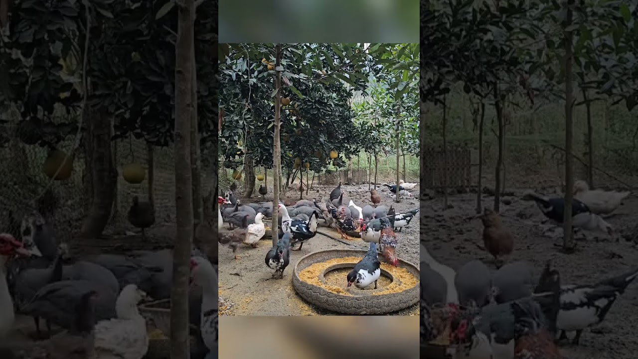 Harveting cauliflower garden goes to the market sell/Xuan Truong #xu&acirc;ntrường #harvest #cauli